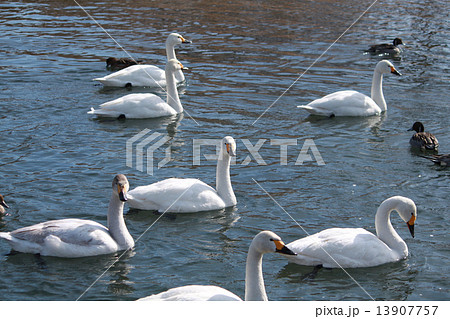 年賀状　酉年　白鳥　カモ 13907757