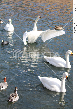 年賀状　酉年　白鳥　カモ 13907763