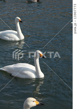 年賀状 酉年 白鳥 カモ 年賀状 酉年 白鳥 カモ 13907773
