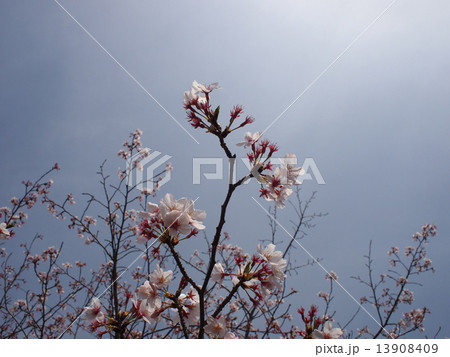 散りかけの桜 散りかけの桜 13908409