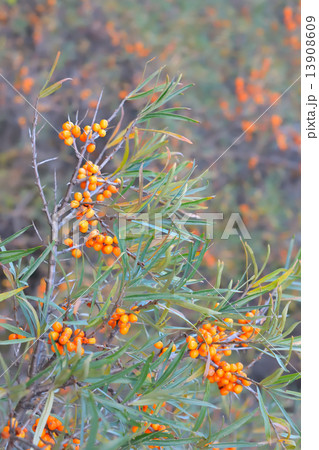 sea-buckthorn 13908609