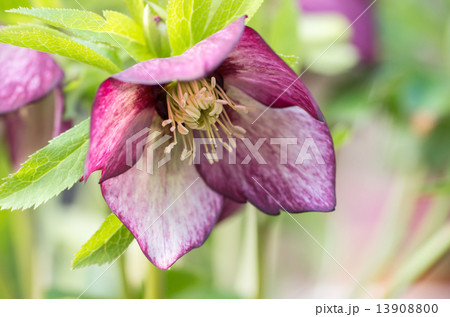 クリスマスローズ 13908800