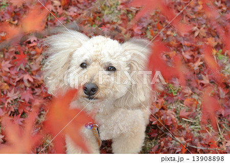 もみじとプードル 13908898