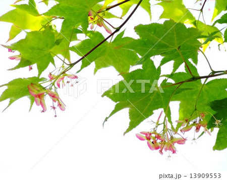 モミジの花と若葉 モミジの花と若葉 13909553
