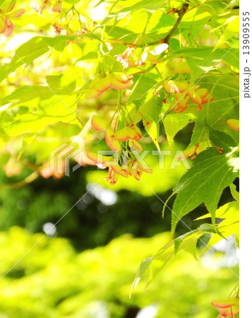 モミジの花と若葉 モミジの花と若葉 13909555