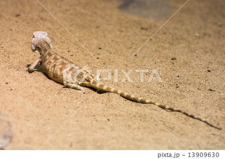 Steppe agama (Trapelus sanguinolentus) in the sand Steppe agama (Trapelus sanguinolentus) in the sand 13909630