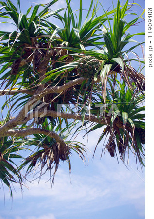 タコノキ 13909808