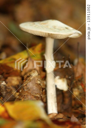 unidentified white mushroom 13911002