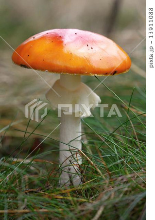 unidentified orange mushroom 13911088