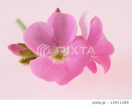 ハーブのゼラニウム 13911389