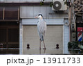 街中の白鷺 13911733