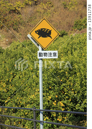 道路標識 動物注意の写真素材