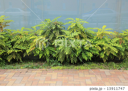 ヒイラギナンテン ヒイラギナンテン 13911747