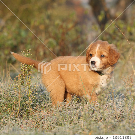 Amazing puppy of nova scotia in soft rime 13911805