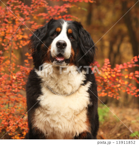 Beautiful bernese mountain dog sitting in autumn forest 13911852