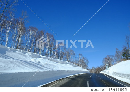 雪の白樺 雪の白樺 13911896