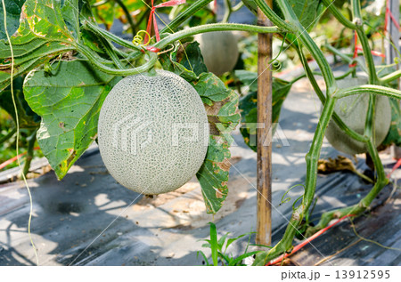 The melon on its tree in the farm in Thailand 13912595