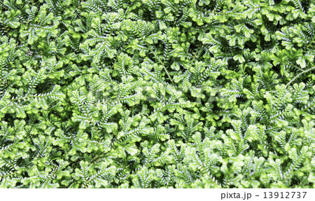Fresh green ferns. Fresh green ferns. 13912737