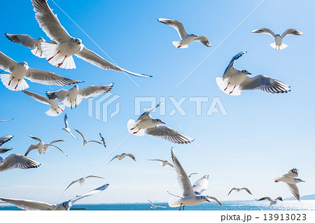 羽ばたくカモメの群れ 13913023
