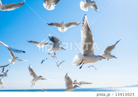 羽ばたくカモメの群れ 13913025