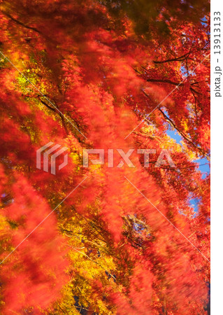 揺れる紅葉のもみじ 13913133