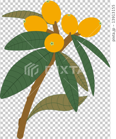 Loquat 13913155