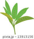 ほうじ茶 13913156