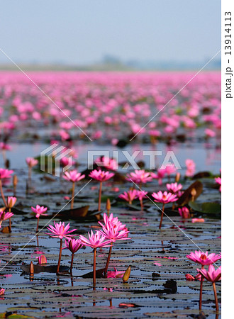 Sea of pink lotus,Nong Han, Udon Thani, Thailand (unseen in Thai Sea of pink lotus,Nong Han, Udon Thani, Thailand (unseen in Thai 13914113