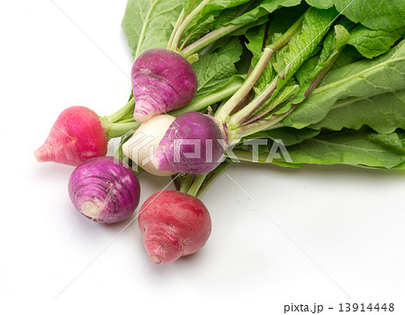 二十日大根 二十日大根 13914448