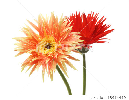 ガーベラ ガーベラ 13914449