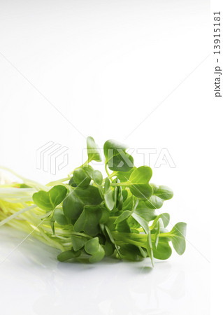 貝割れ大根2 13915181