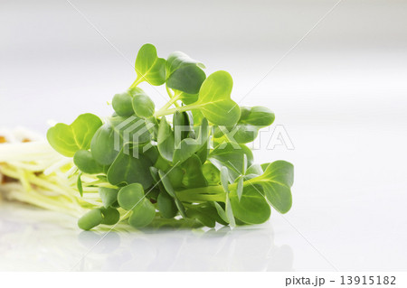 貝割れ大根3 13915182