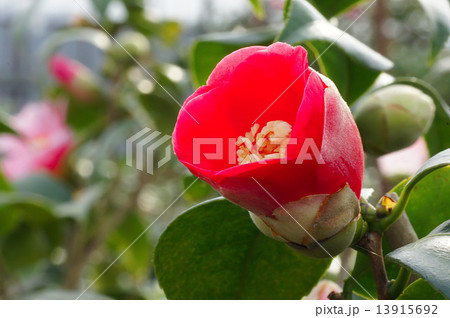 あんこ椿は恋の花 あんこ椿は恋の花 13915692