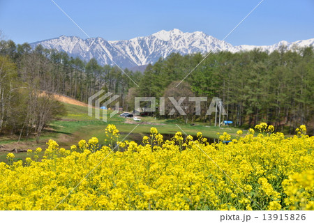 菜の花咲く高原 13915826