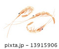 桜えび 13915906