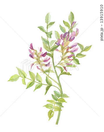 甘草 カンゾウのイラスト素材