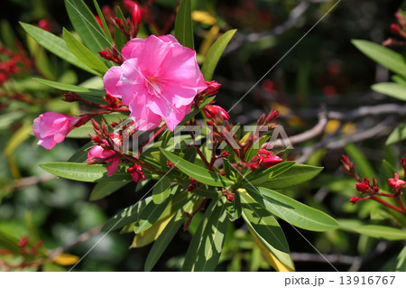 キョウチクトウの花 13916767