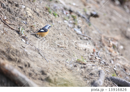 ジョウビタキ ジョウビタキ 13916826