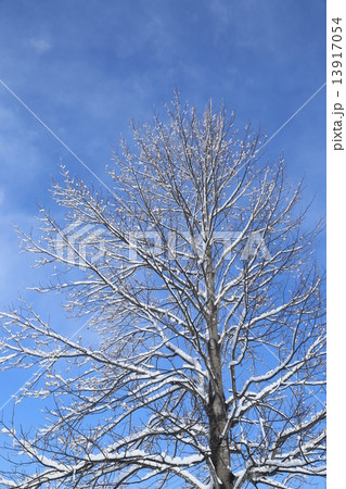 雪とユリノキ 13917054