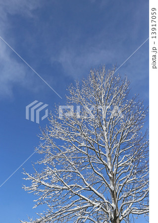 冬のユリノキ 冬のユリノキ 13917059