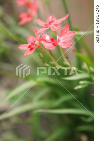 ヒメヒオウギアヤメ 13917245