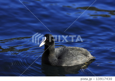 オオバン 13917430