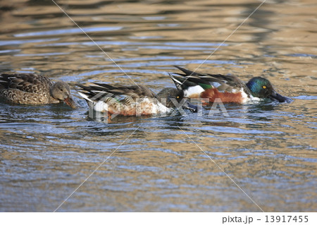 ハシビロガモ 13917455