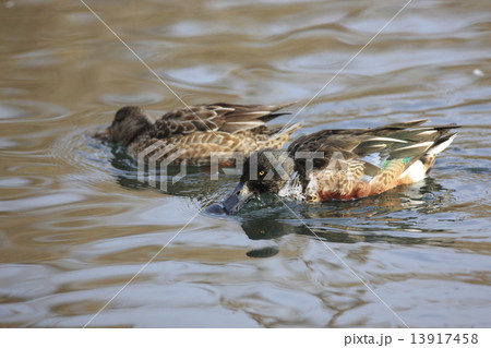 ハシビロガモ ハシビロガモ 13917458
