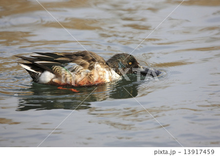 ハシビロガモ ハシビロガモ 13917459