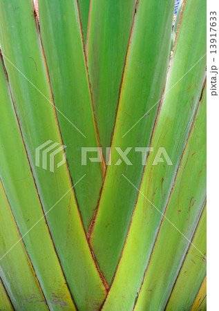 Traveler's Tree, Closed up, Texture Traveler's Tree, Closed up, Texture 13917633