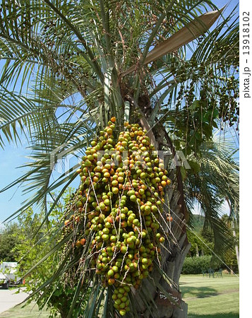 たわわに実ったヤタイヤシの実 13918102