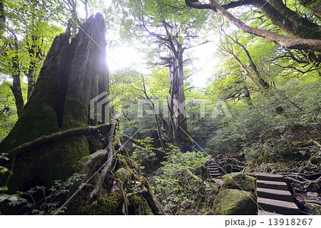屋久島夫婦杉 13918267