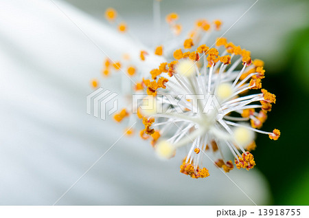 Carpel of the white Hibiscus flowers 13918755