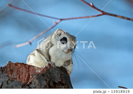 エゾモモンガ エゾモモンガ 13918919